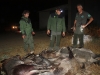captures-senglars-4-rurals-amb-part-dels-senglars-acabada-la-nit